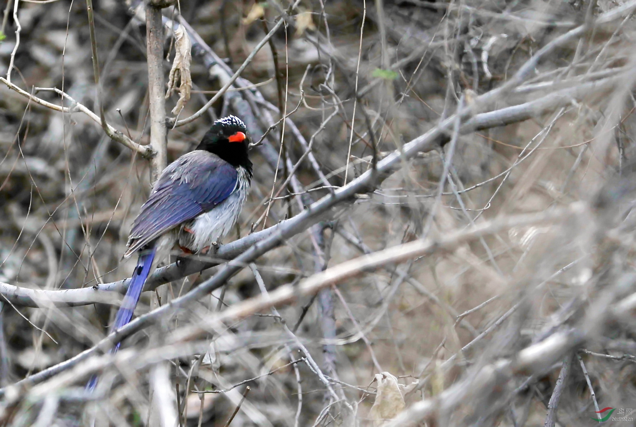 林鸟我和我的祖国红嘴山雀