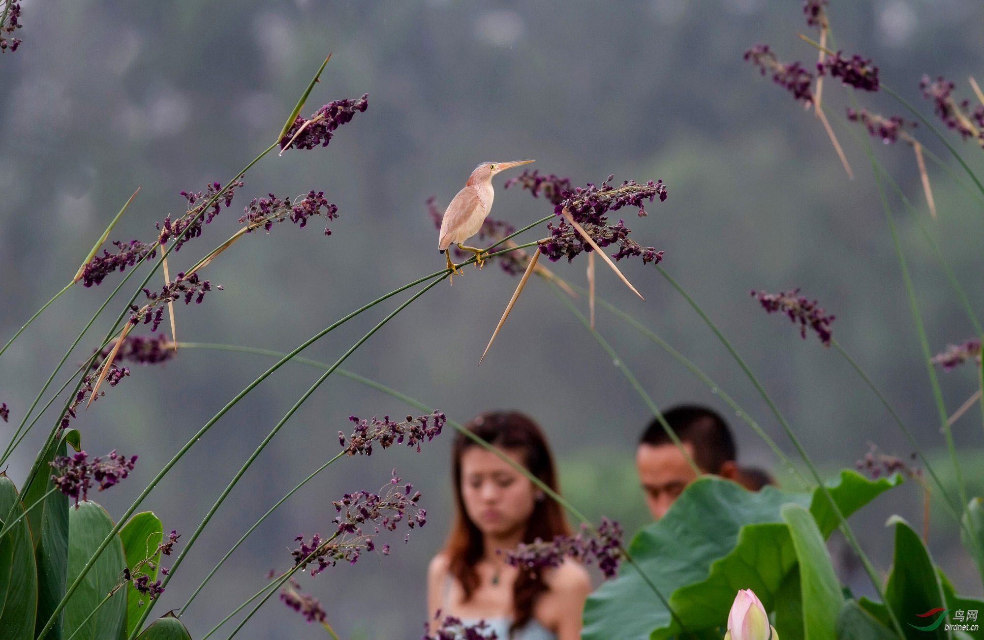 我和我的祖国人鸟情未了