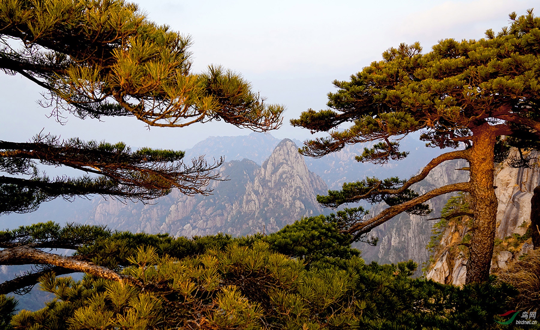 迎客松黃山