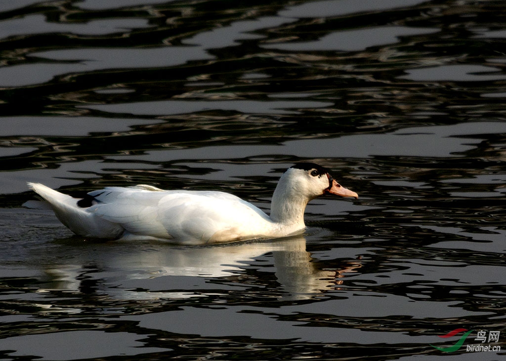 DSC_1103.jpg