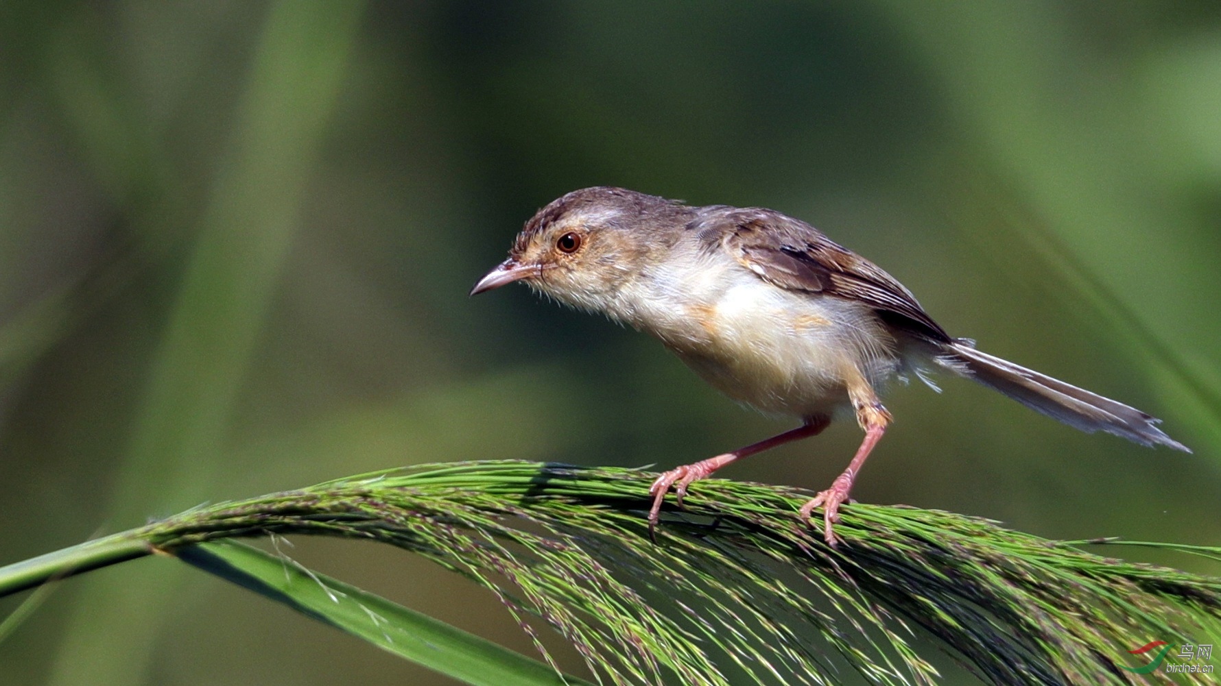 AS0A0421.JPG