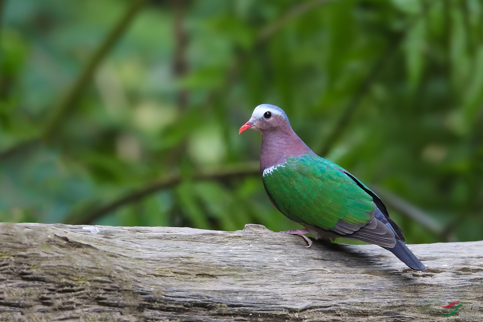 绿斑鸠是几级保护动物图片