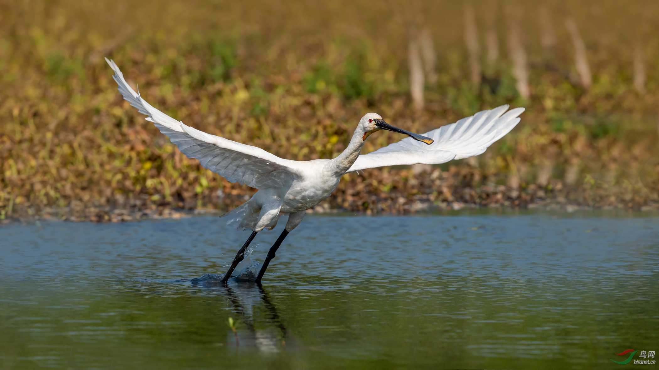 DSC_0822-1.jpg