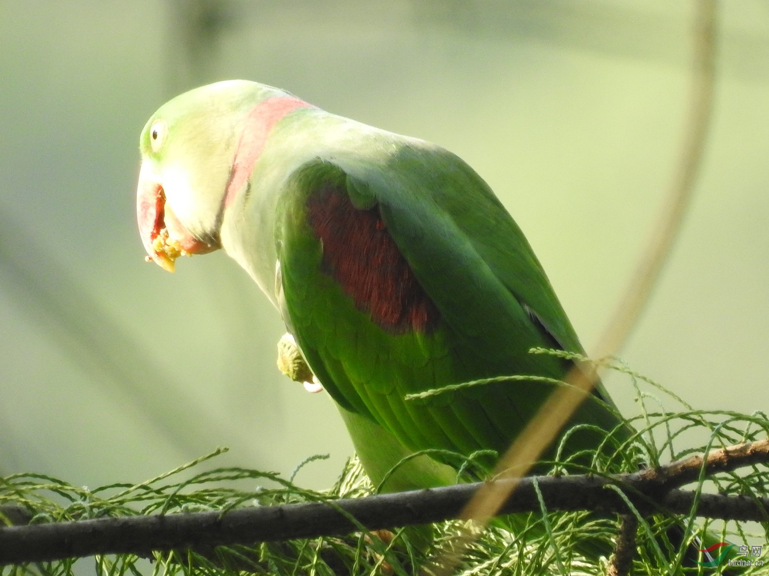 翅膀上有红斑的绿鹦鹉