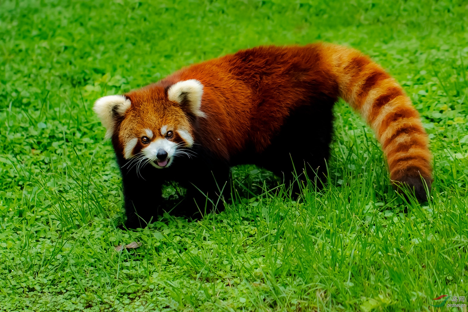 绿草地上的小熊猫