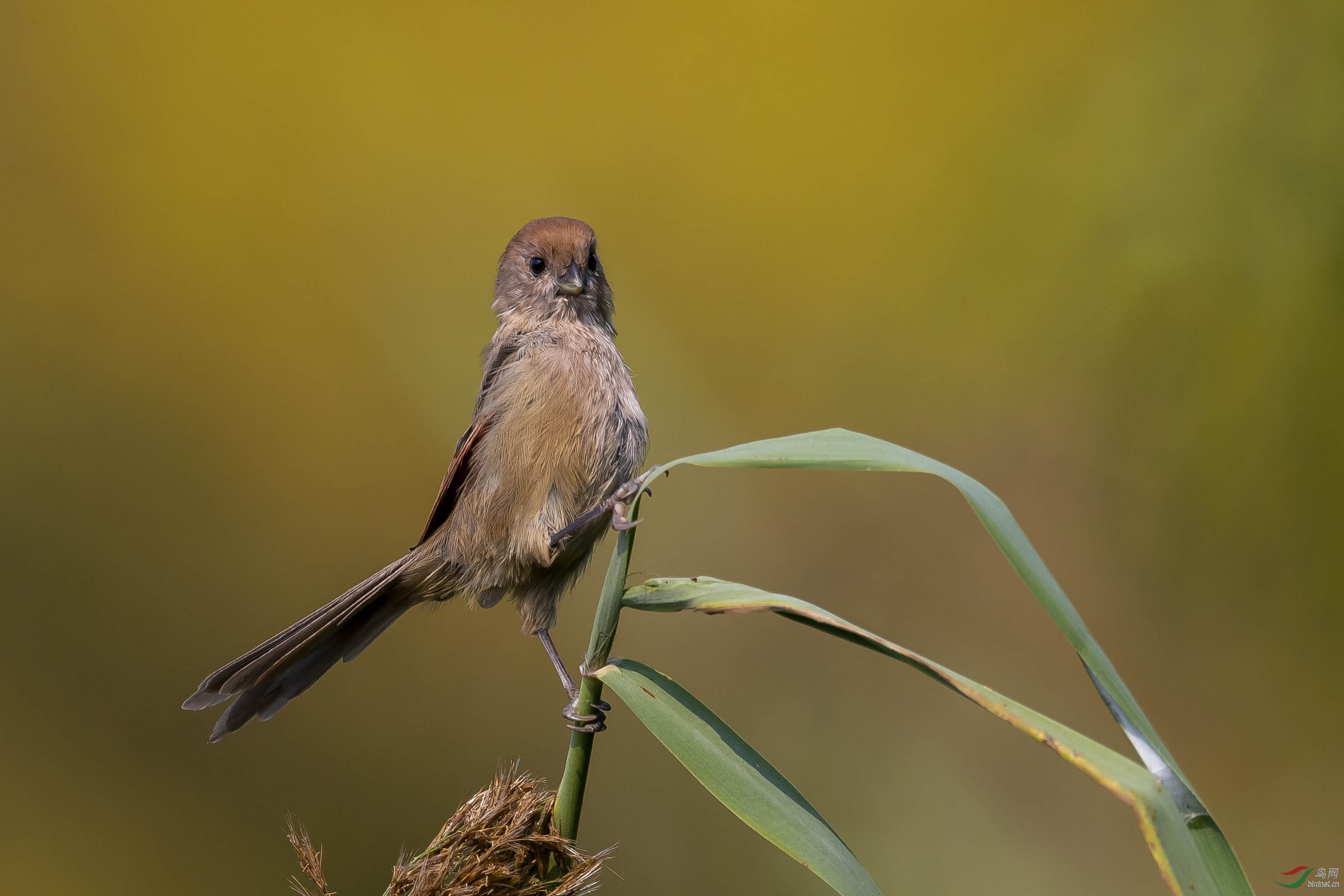 神气的棕头鸦雀