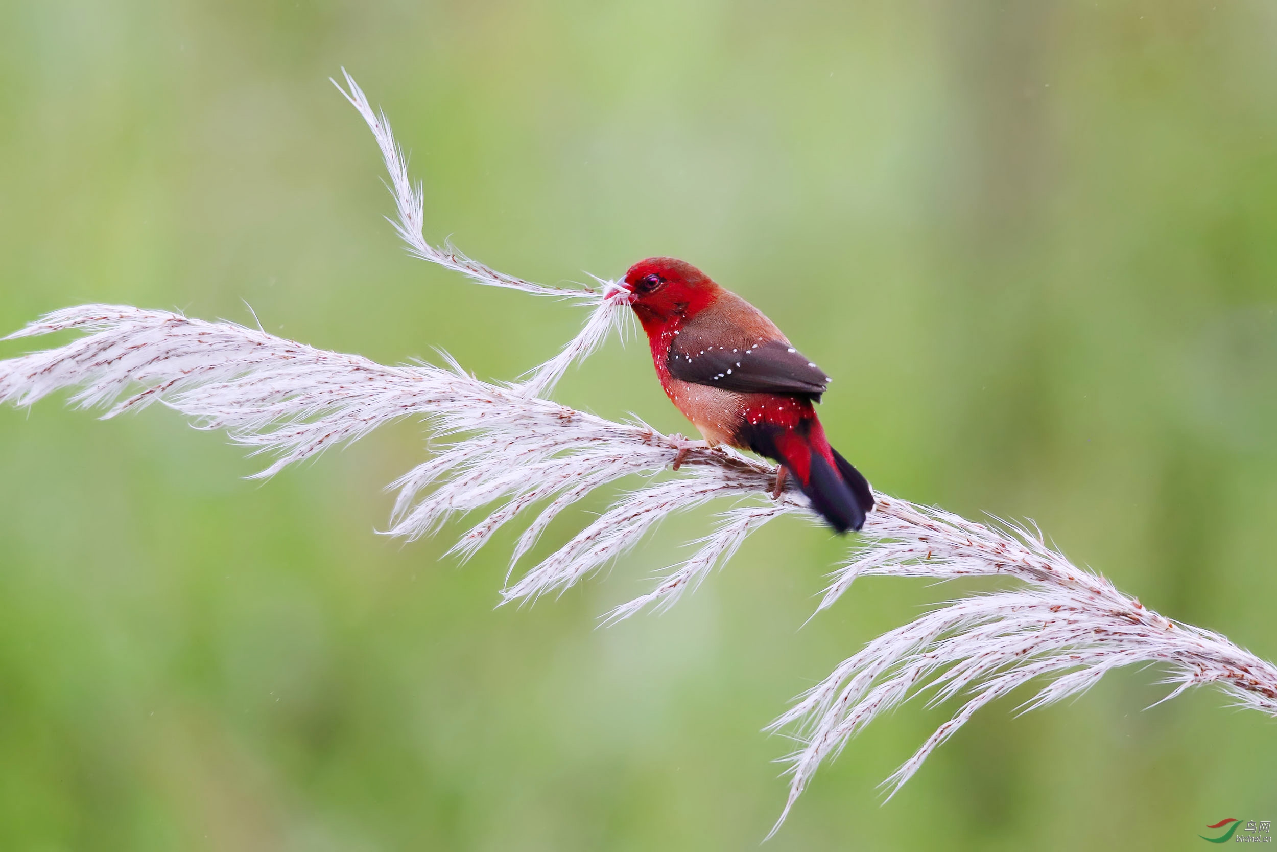 我和我的祖国#~~谁持彩练当空舞