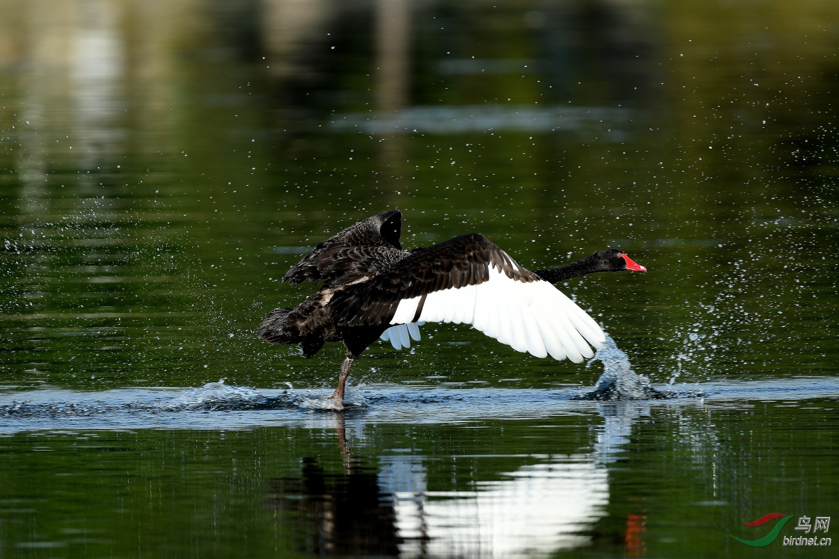 DSC_5811_00001.jpg