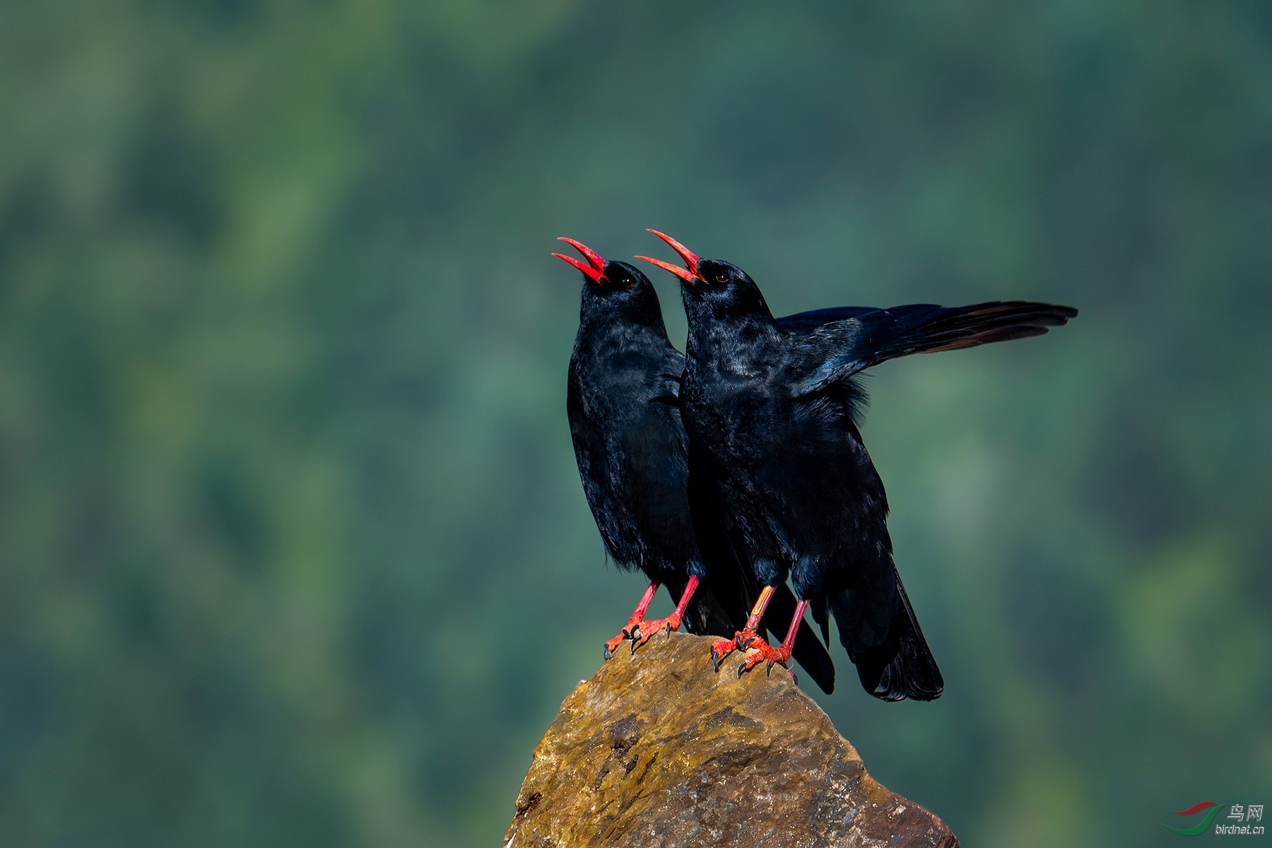 红嘴山鸦保护动物图片