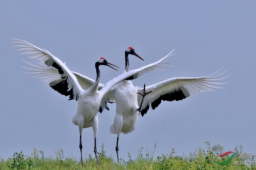 综合双鹤舞蹈祖国万岁