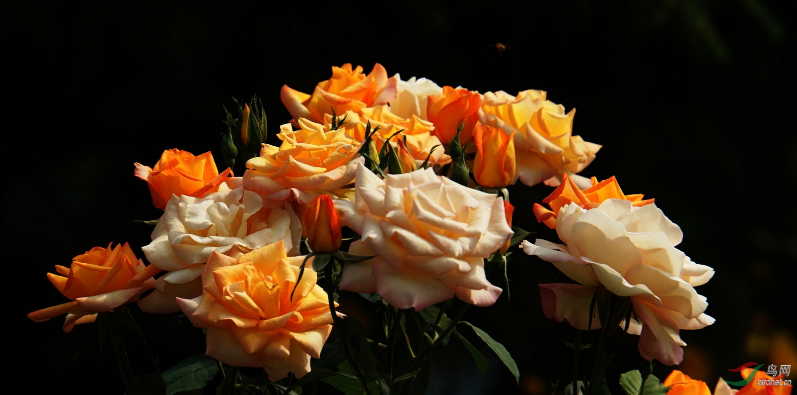 DSC00735.JPG