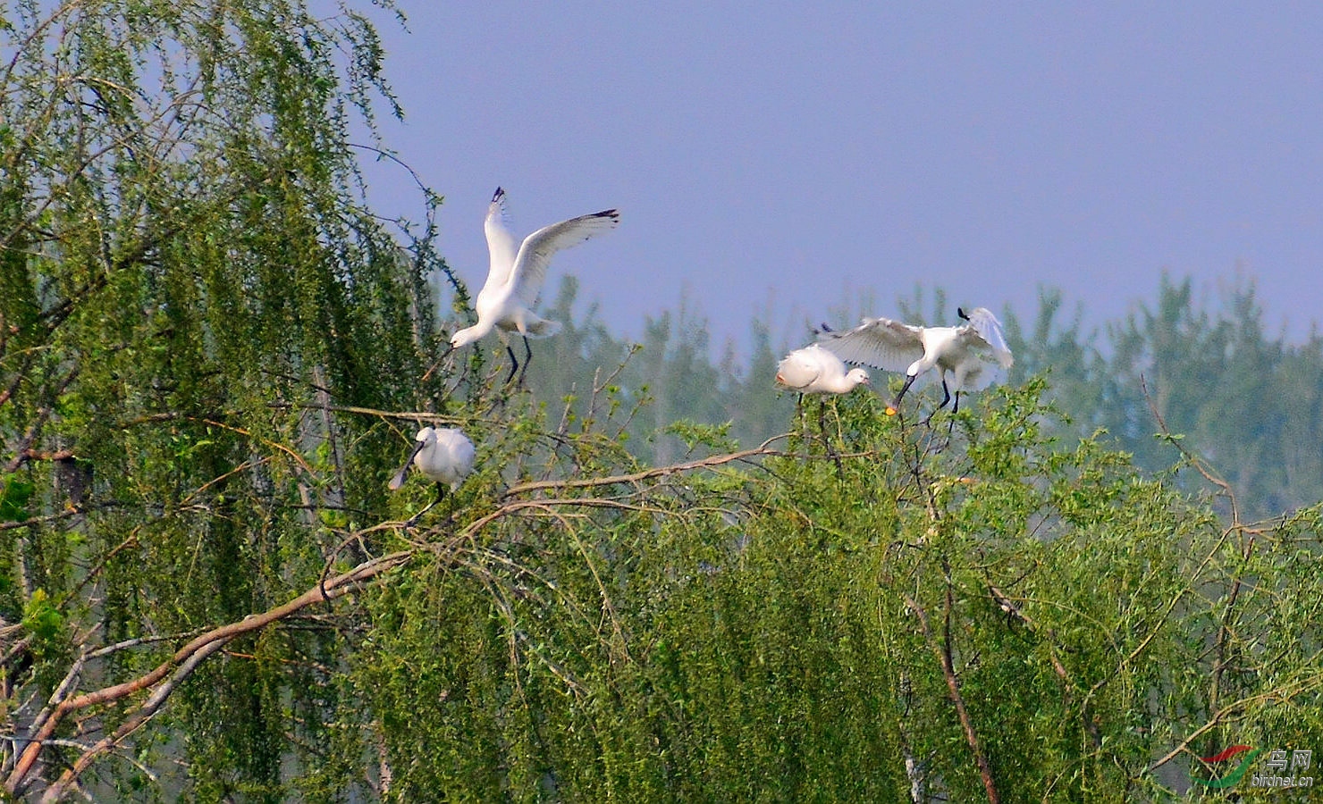 DSC_6321.JPG