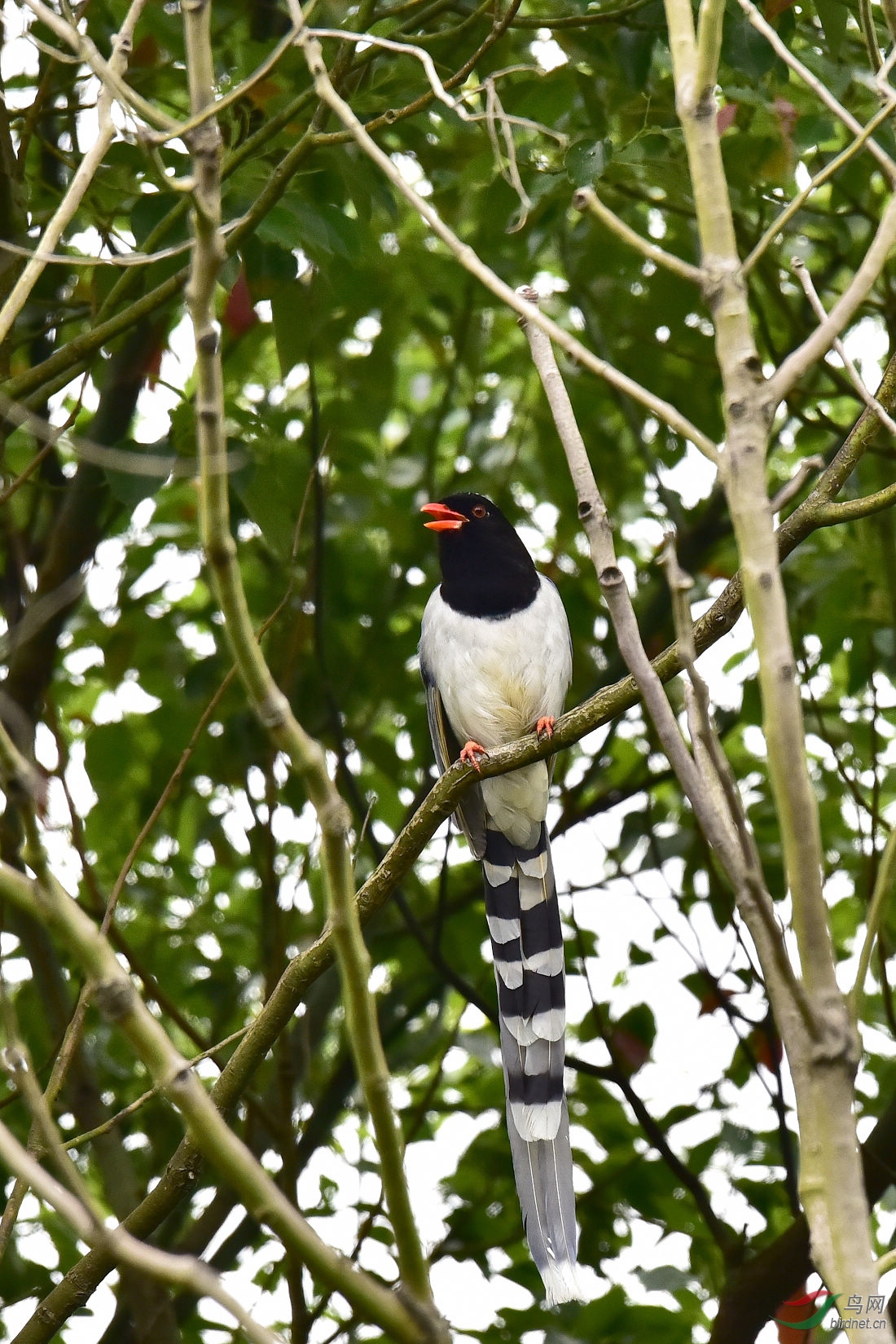 DSC_0411.JPG