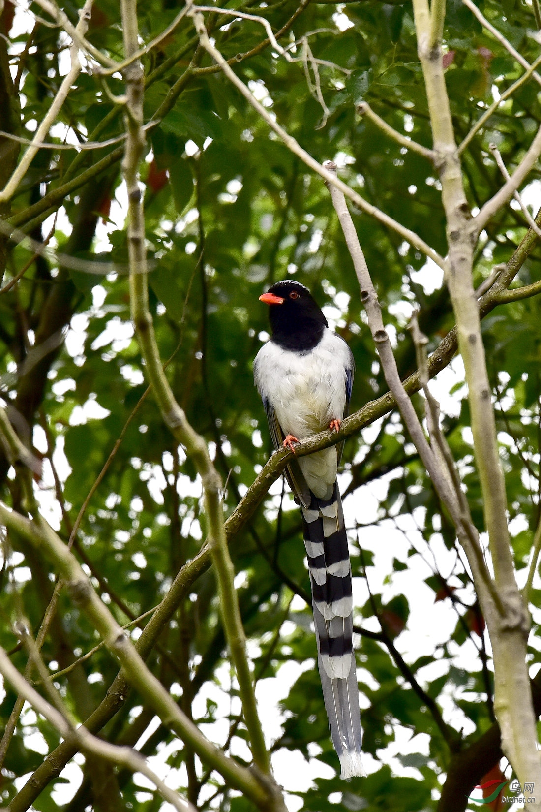 DSC_0412.JPG