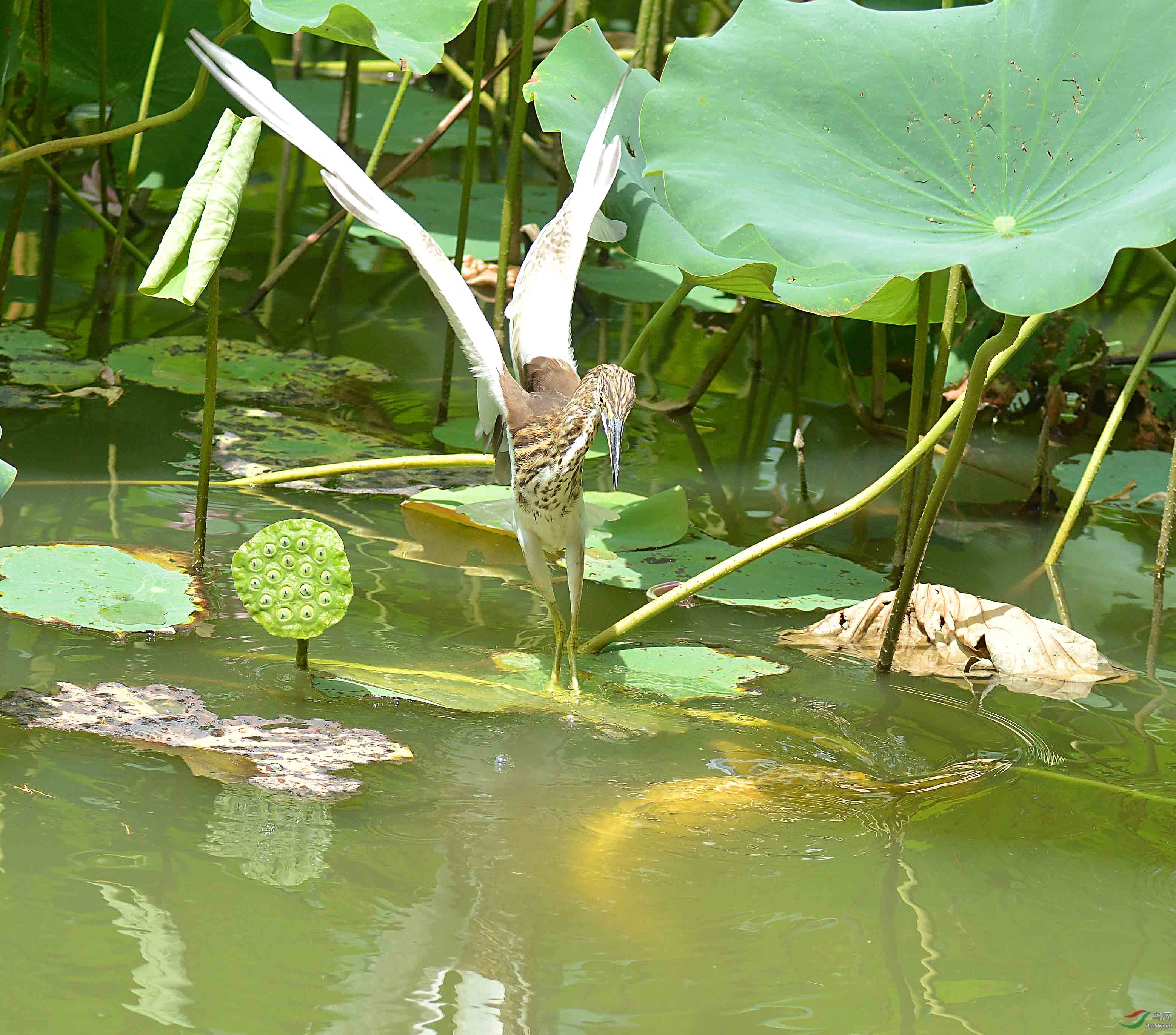 һֻ���㾭�����ѳ�������һ��