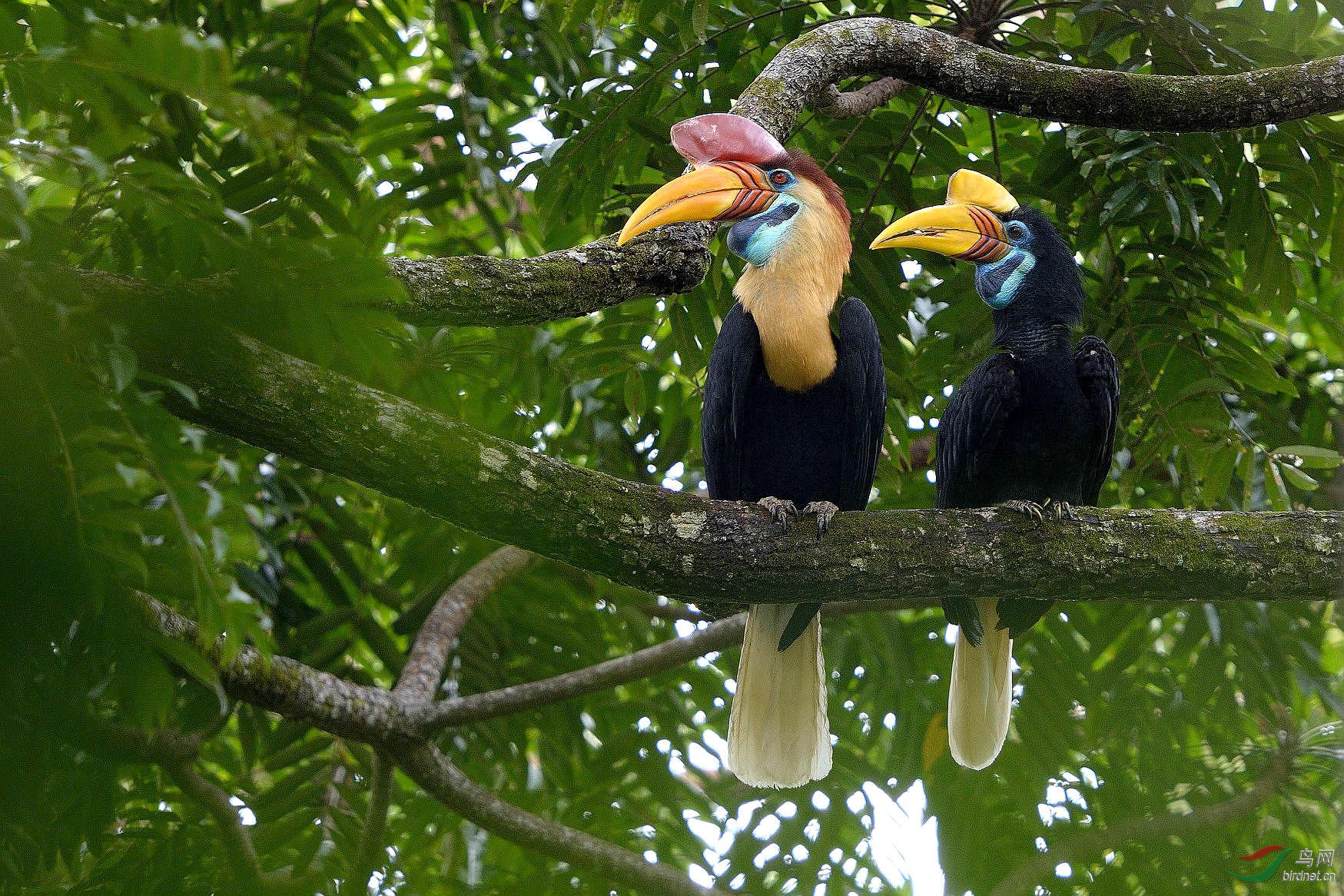 �K������Ϭ�B Sulawesi Hornbill - Aceros cassidix.jpg