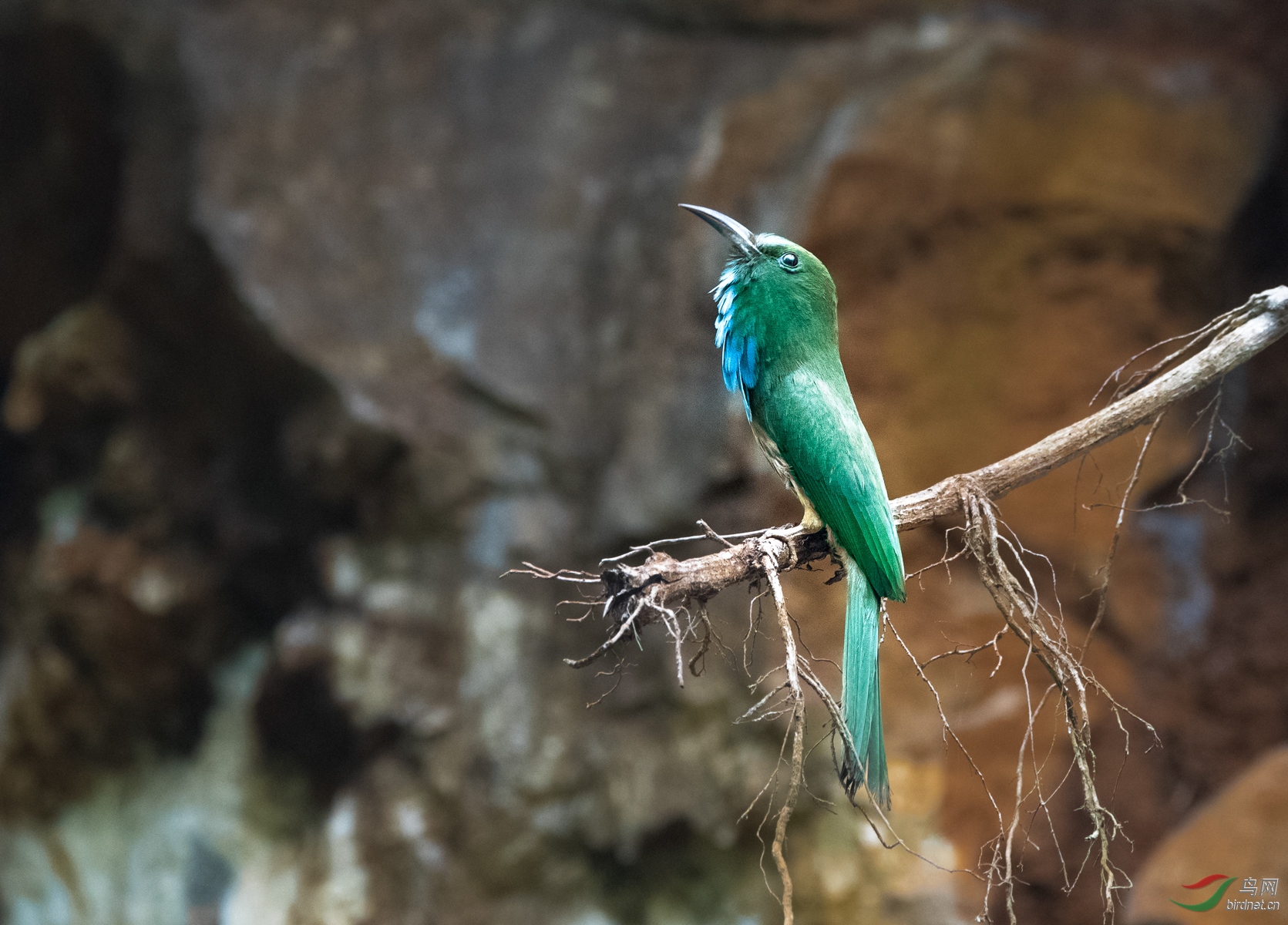 ����ҹ�仢