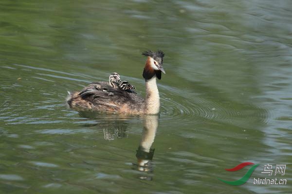 pta01 - ����.jpg