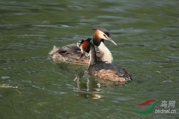 pta11 - ����.jpg