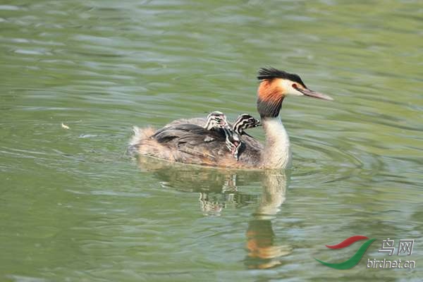 pta14 - ���� - ����.jpg