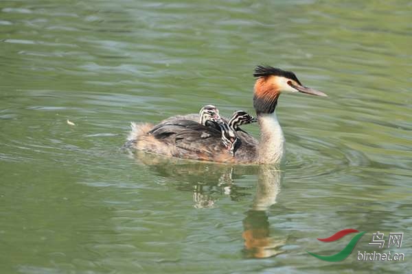 pta13 - ���� - ����.jpg