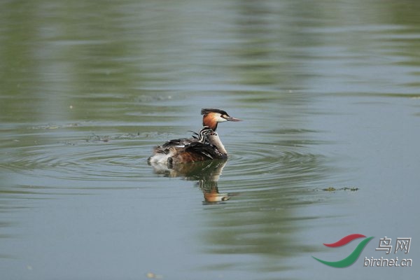 pta41 - ����.jpg