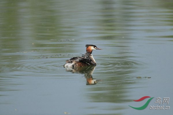 pta39 - ���� - ���� - ����.jpg