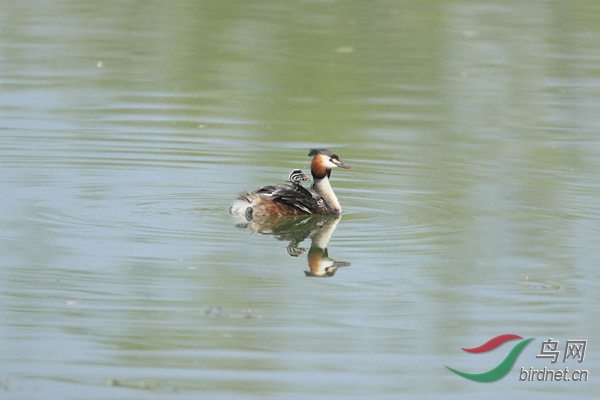 pta43 - ���� - ����.jpg