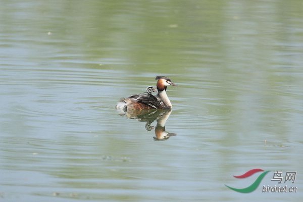 pta44 - ����.jpg