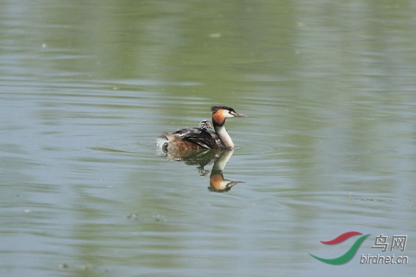 pta46 - ���� - ����.jpg