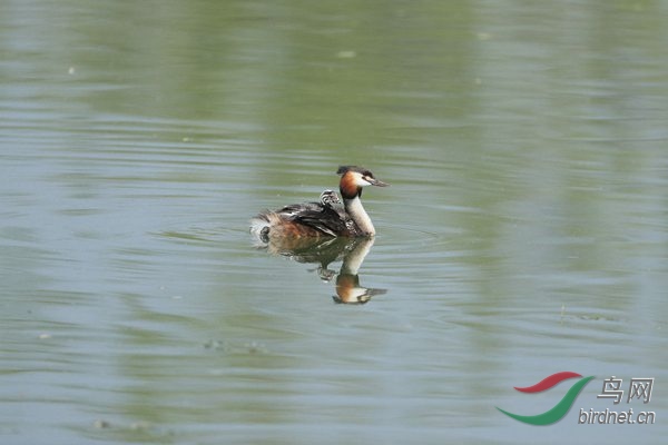 pta45 - ���� - ����.jpg