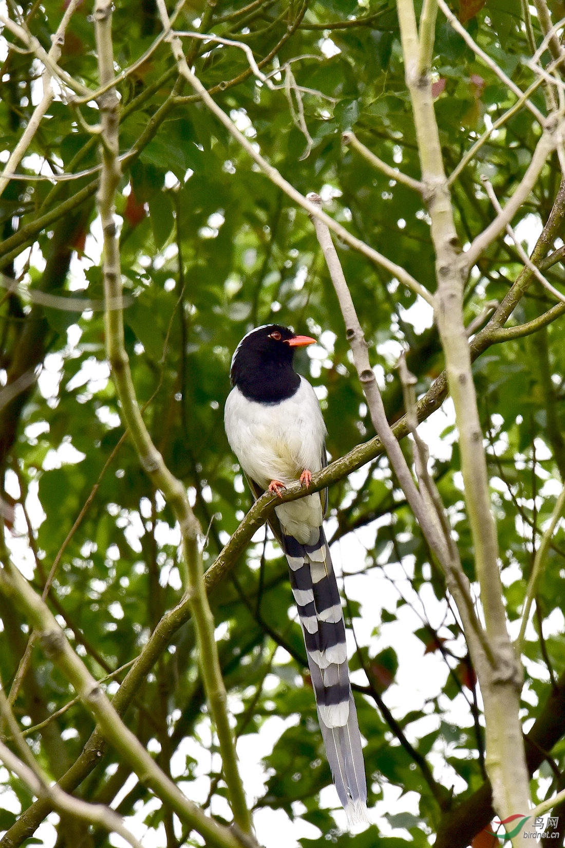 DSC_0413.JPG