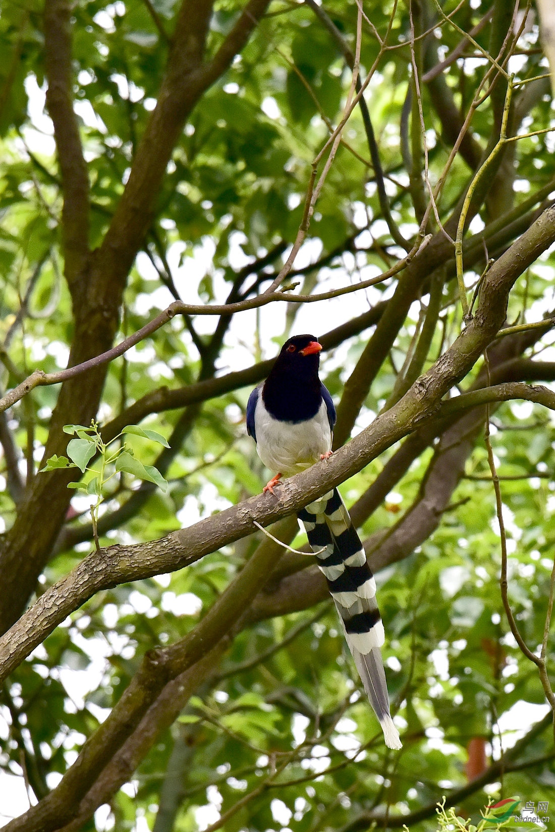 DSC_0415.JPG