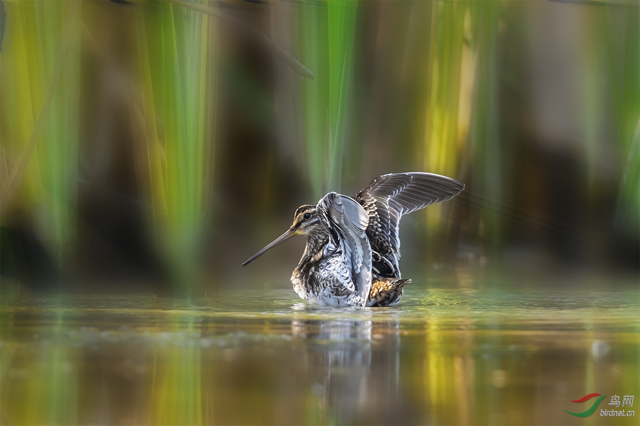 (扇尾沙锥)祝朋友们国庆节快乐!