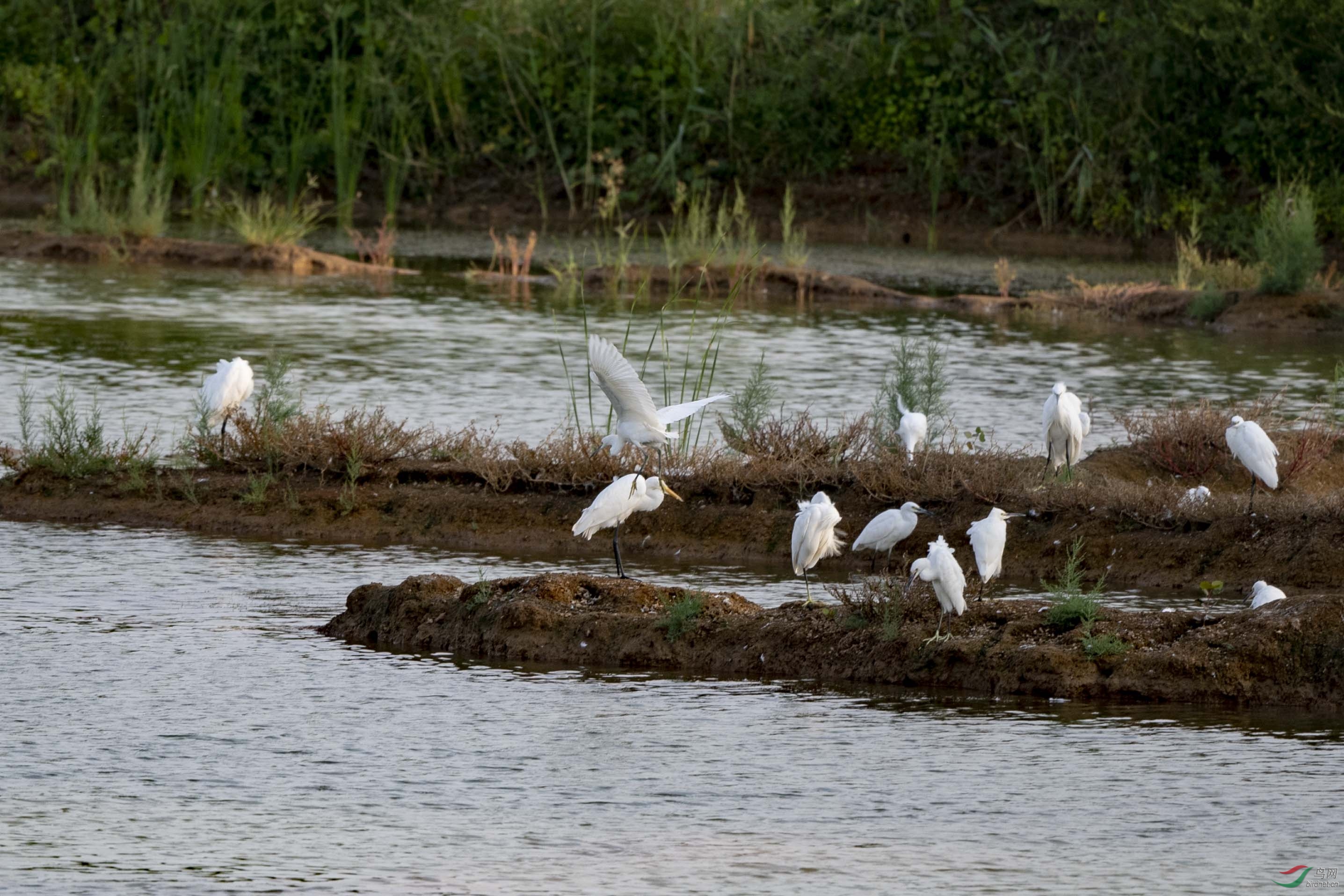 一滩白鹭