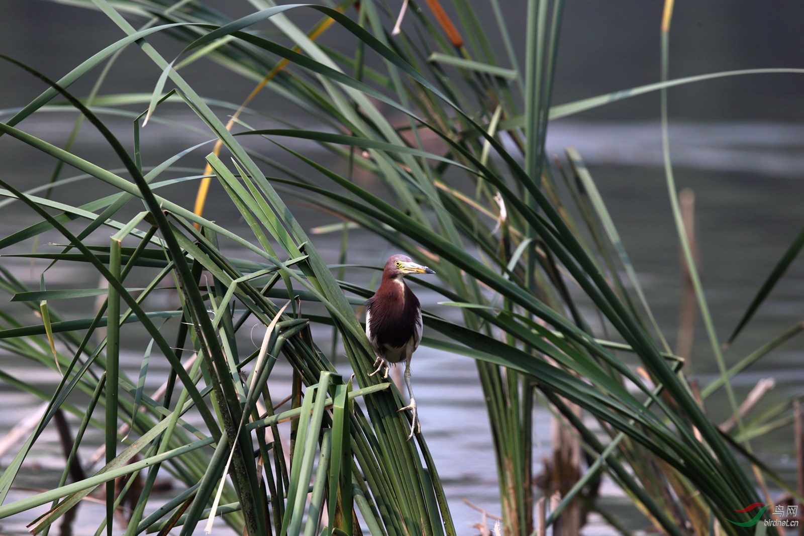 DJ4W2097.JPG