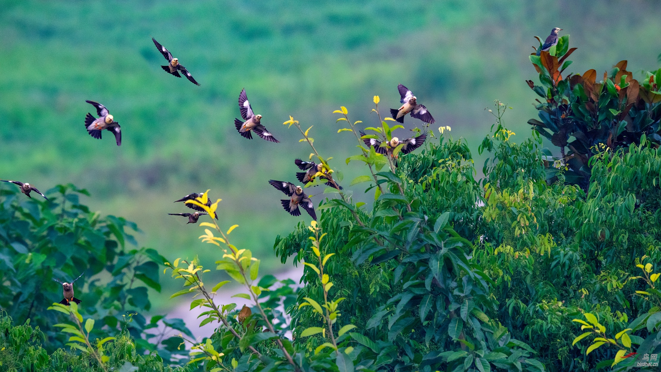 环境鸟片丝光椋鸟