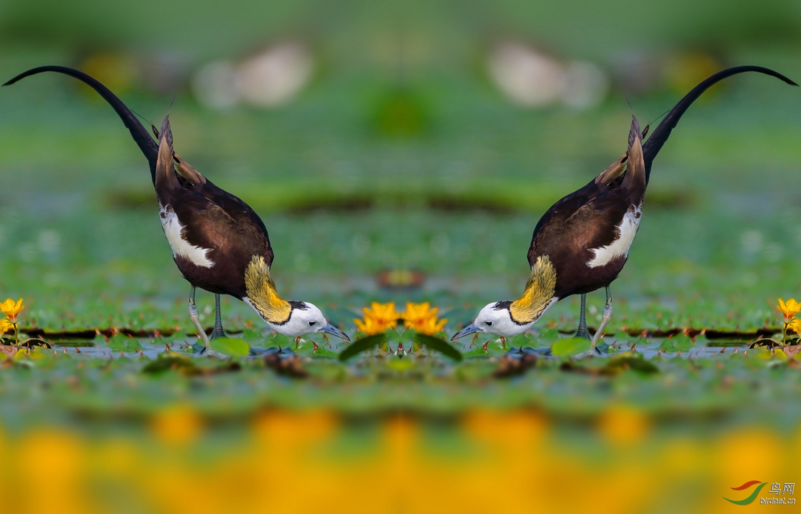 ӳ��ˮ��.jpg
