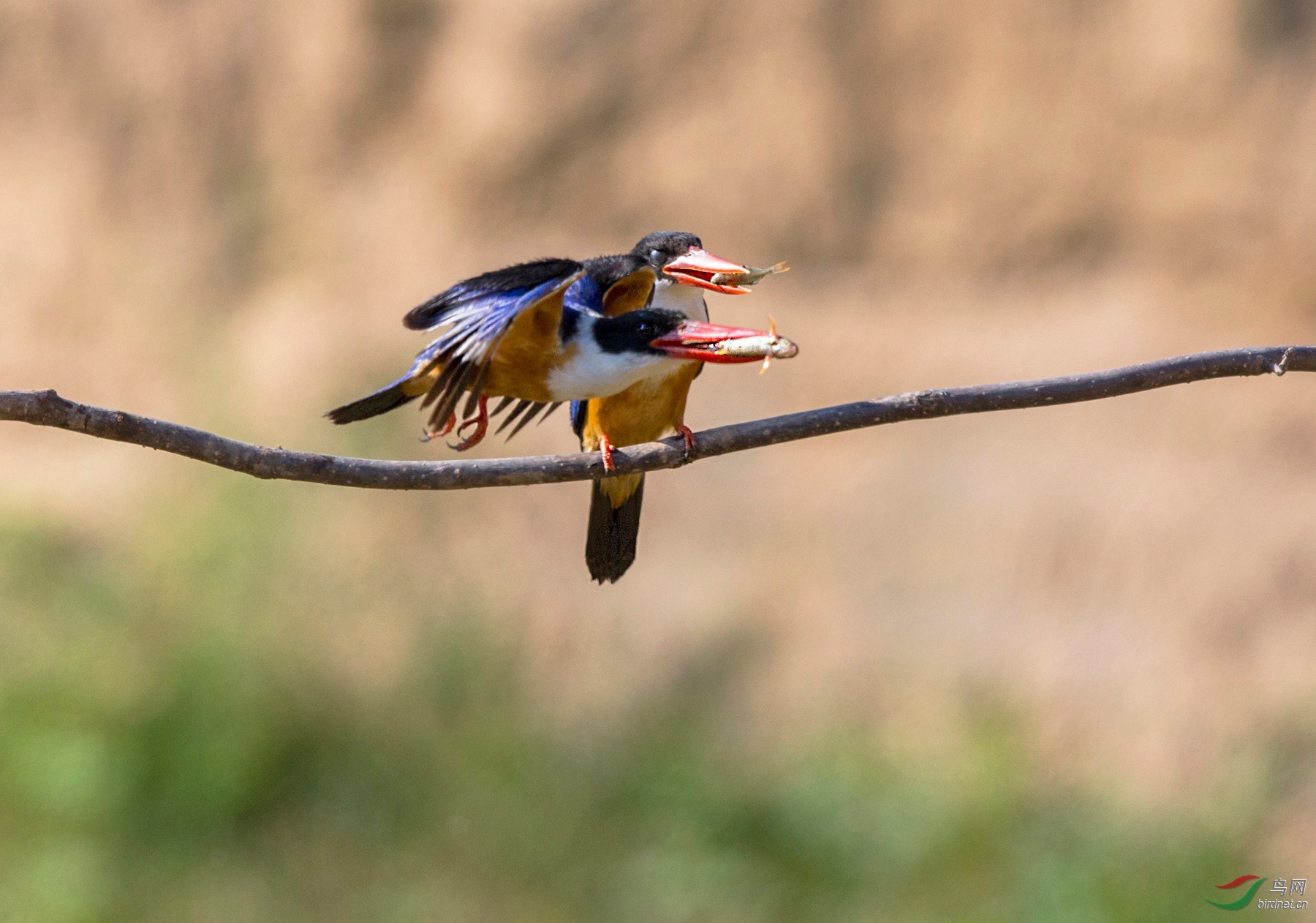 BW4Q5453 - ���� - ����.jpg