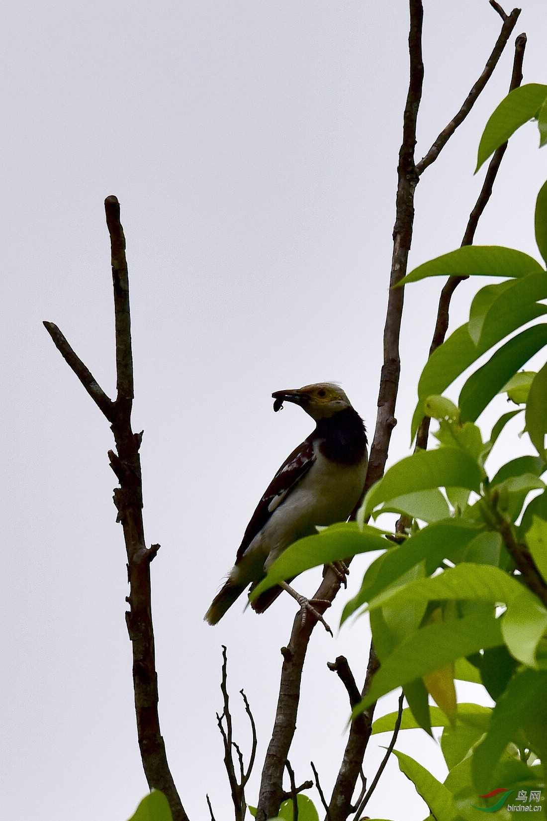 DSC_0011.JPG