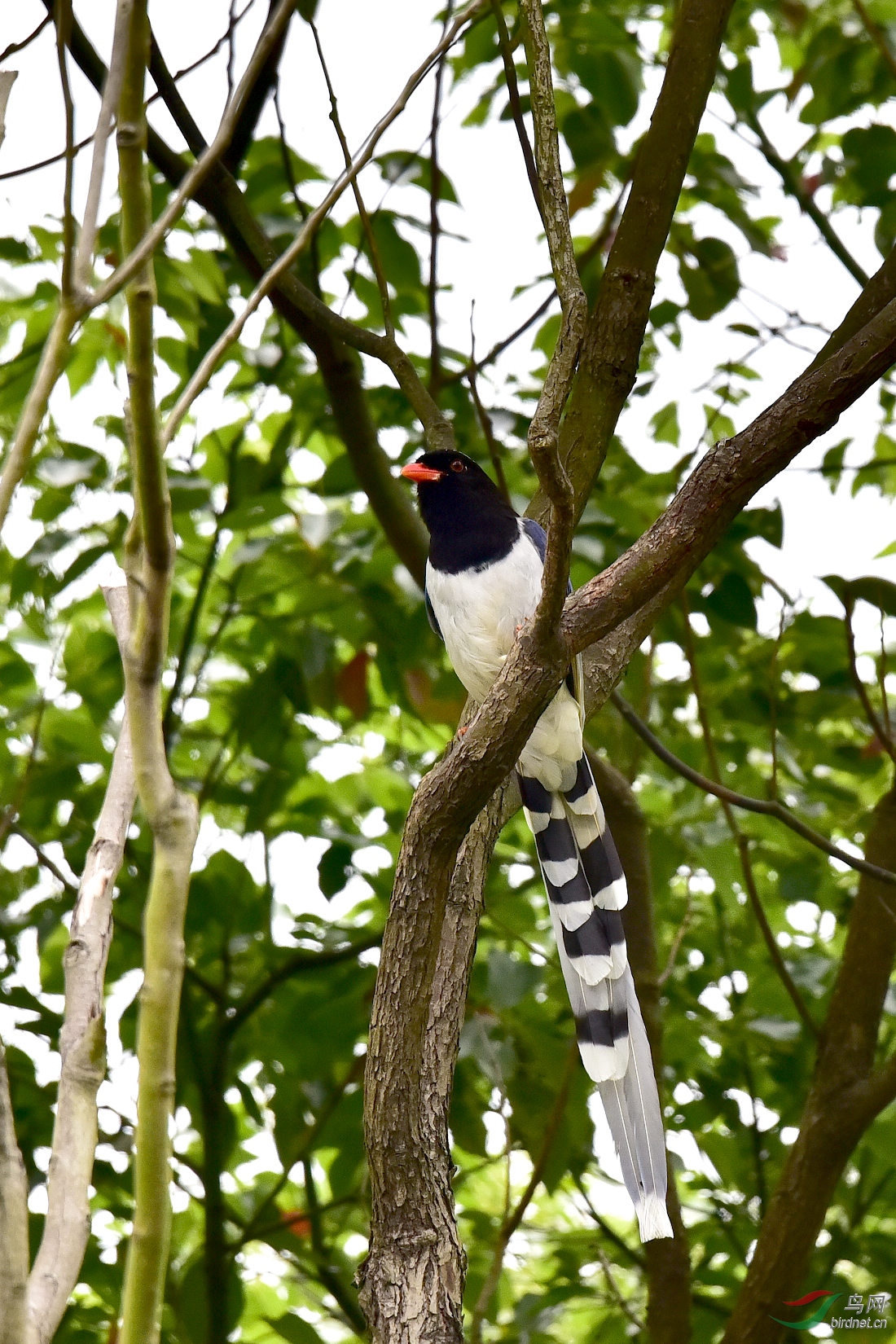 DSC_0421.JPG