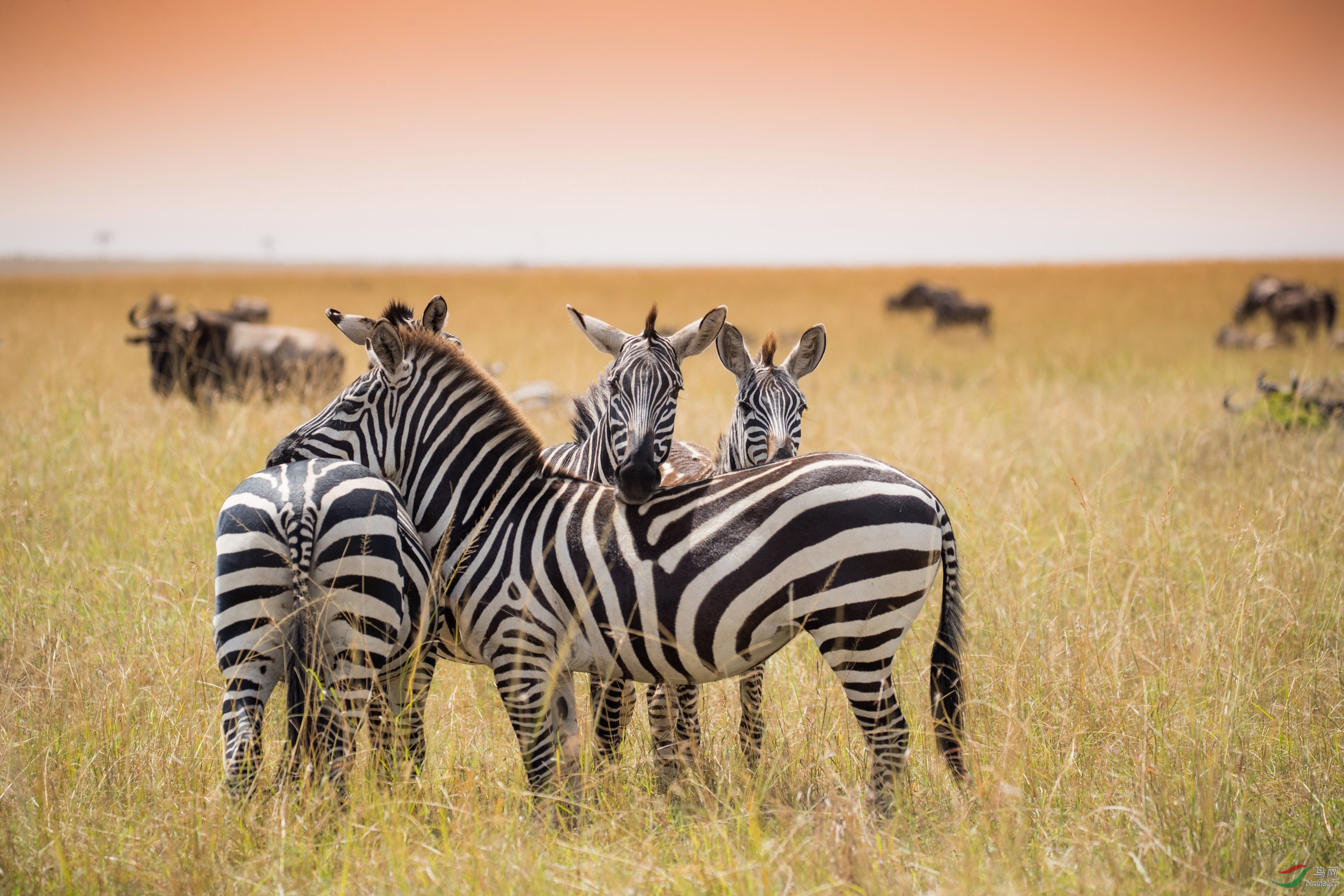 斑马休息站岗 贺获鸟网首页动物精华!