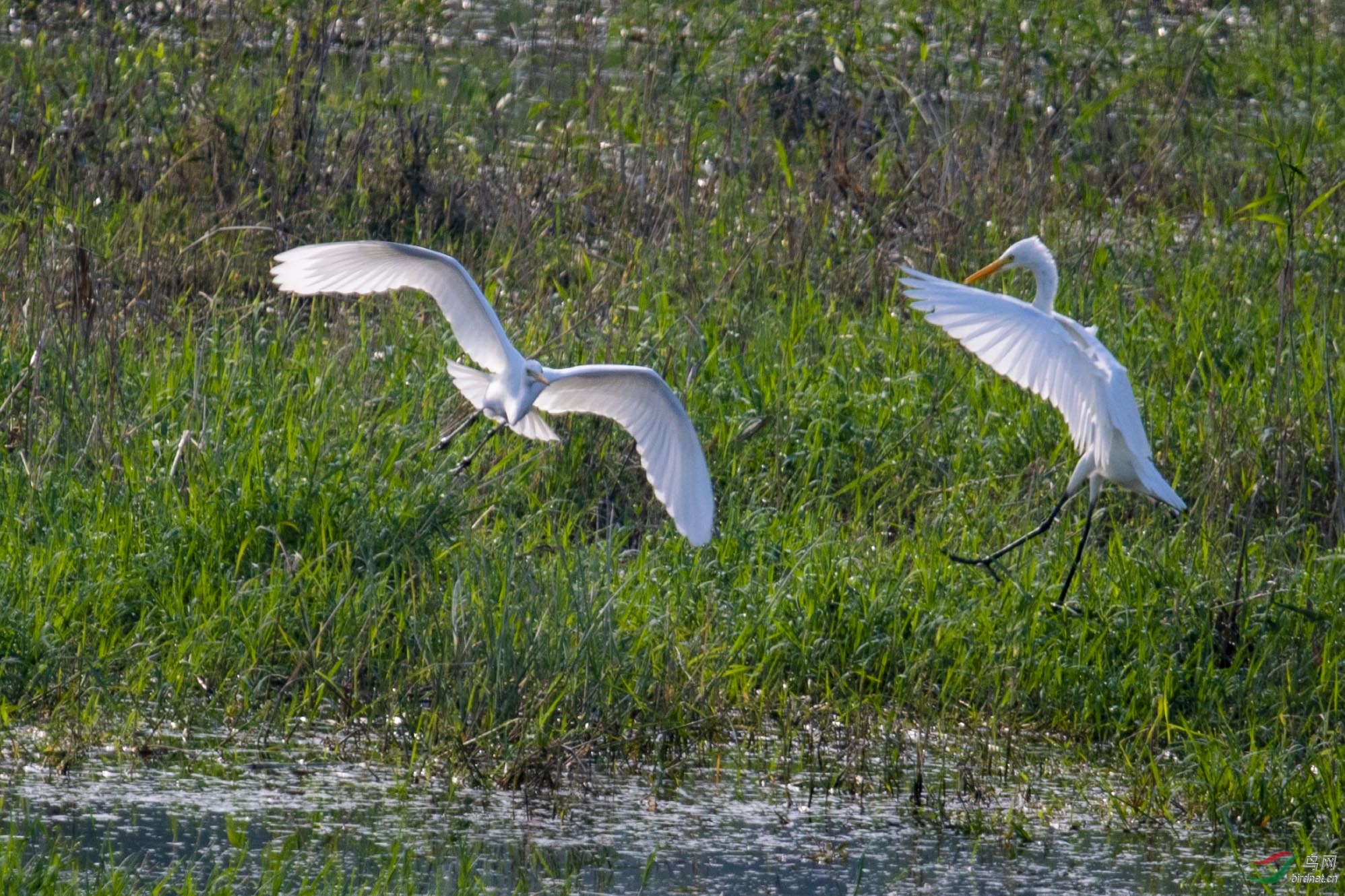 D50_1394.jpg
