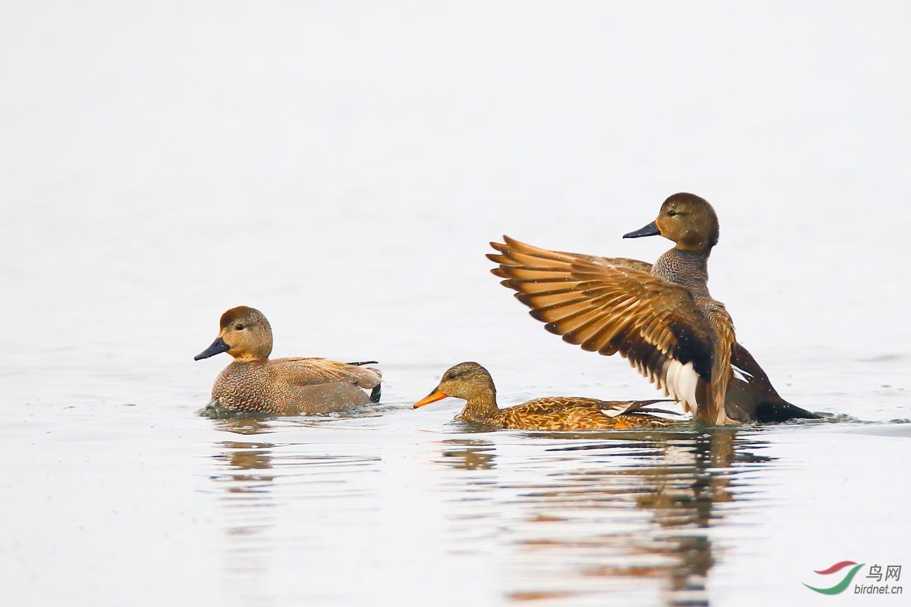 ��Ҫ����