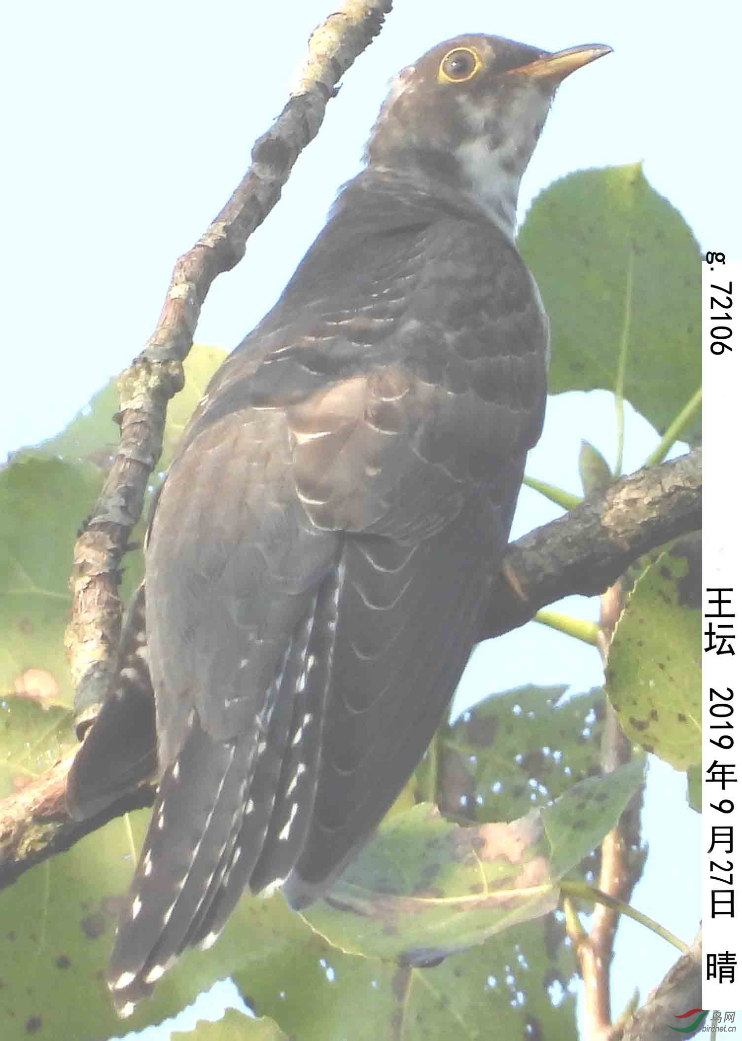g.72106aaa.jpg