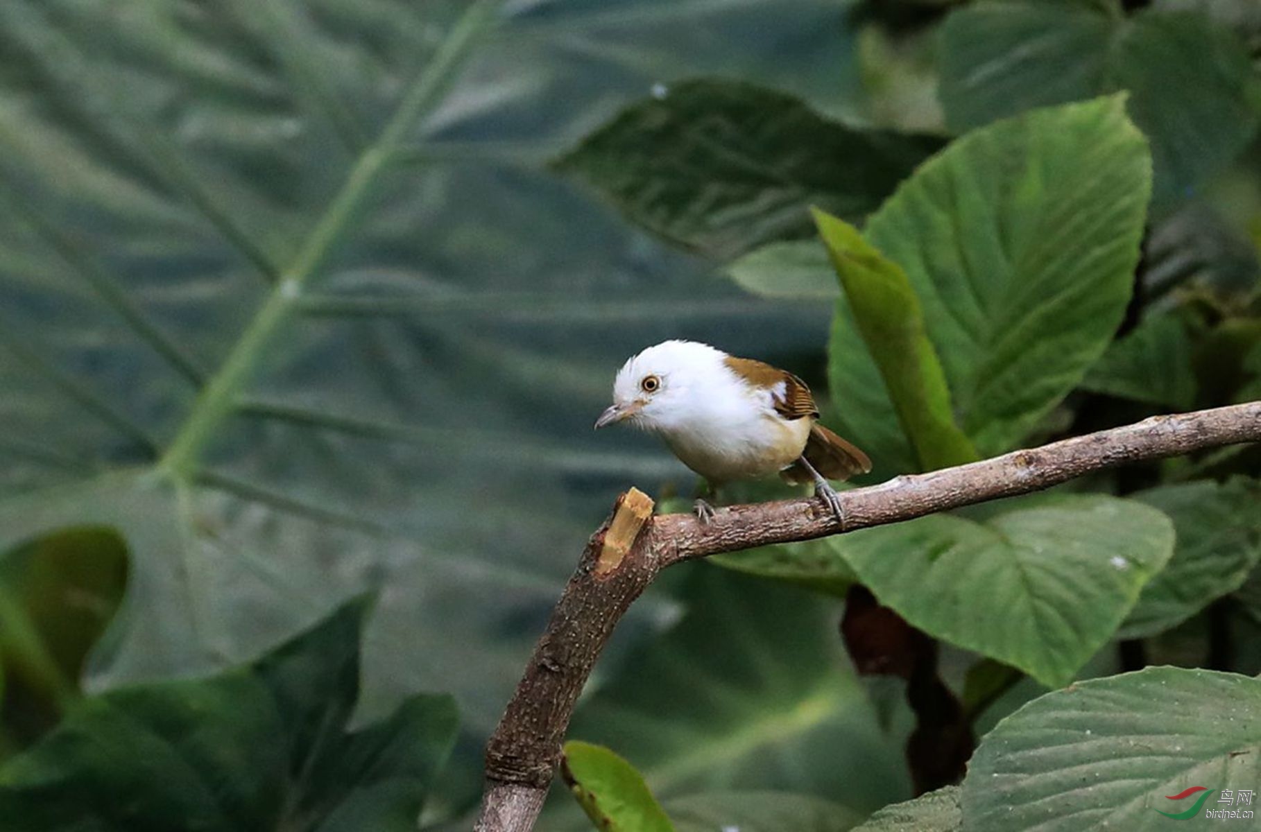 白头鵙鹛1_副本.jpg