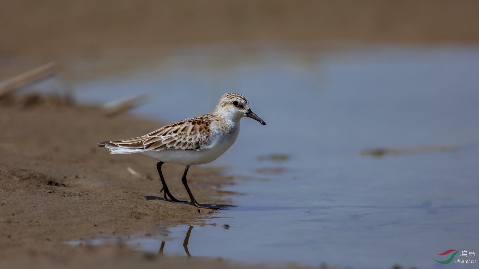 ����11.8�����峤15����