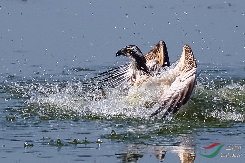 猎渔行动·【鹗】