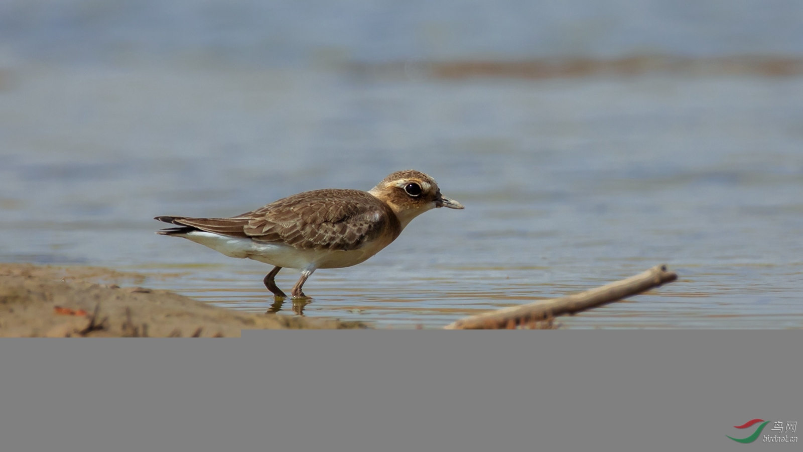 ����25.1�����峤15����