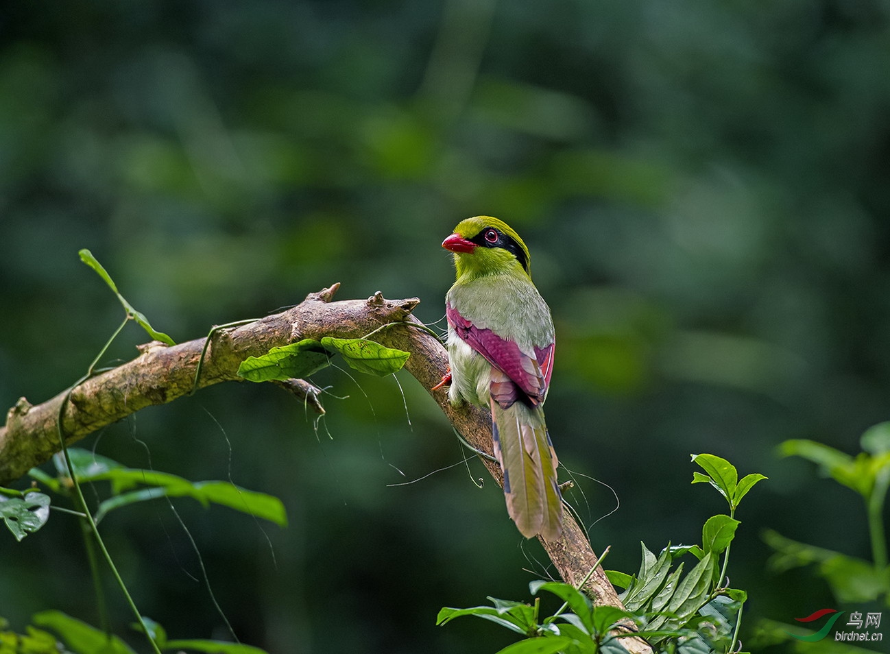[林鸟] 黄胸绿鹊---祝贺荣获鸟网首页精华!